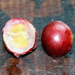 CAMU CAMU 500 ml  – RAW tekutý extrakt z plodů