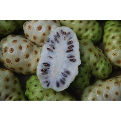 NONI 500 ml - RAW tekutý EXTRAKT z plodů