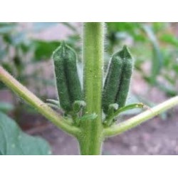 SEZAM ČERNÝ 250 g - RAW Neloupaná semena vypěstovaná v Peru