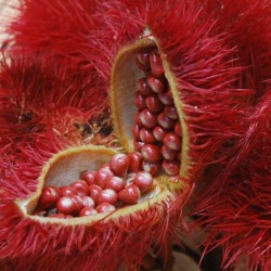 Achiote